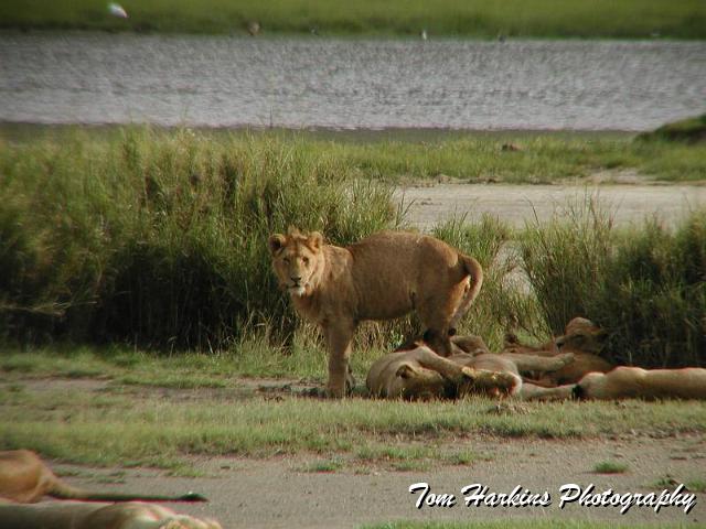Young male lion.jpg